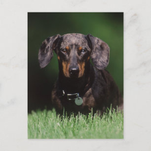 Ansicht eines Dapple-farbenen Dachshunds Postkarte