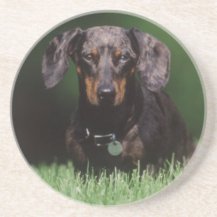 Ansicht eines Dapple-farbenen Dachshunds Sandstein Untersetzer