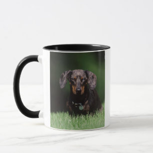 Ansicht eines Dapple-farbenen Dachshunds Tasse