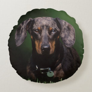 Ansicht eines Dappling-farbenen Dachshunds Rundes Kissen