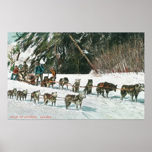 Ansicht eines Husky Dog-Sled Teams Poster (Vorne)