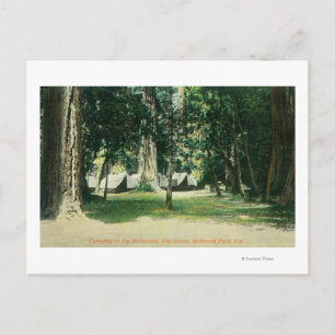 Ansicht eines Lagers im Redwood Postkarte