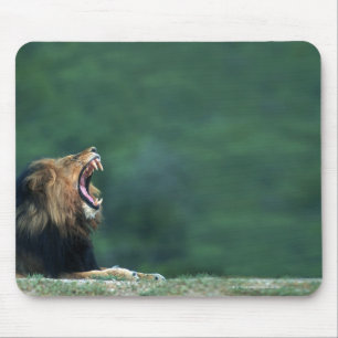 Ansicht eines Löwes (Panthera Löwe) legend auf Mousepad