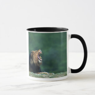 Ansicht eines Löwes (Panthera Löwe) legend auf Tasse