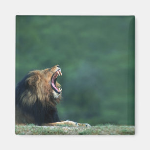 Ansicht eines Löwes (Panthera Löwe) seinen Mund Magnet