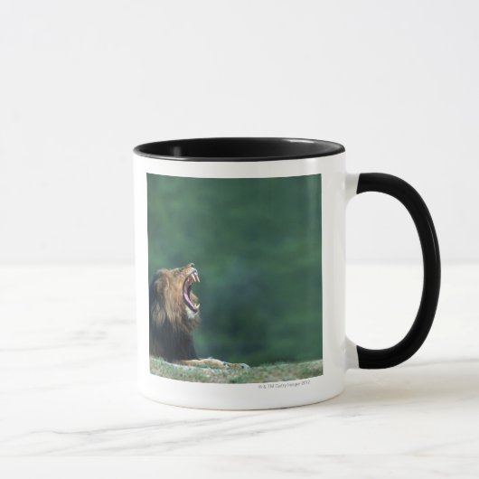 Ansicht eines Löwes (Panthera Löwe) seinen Mund Tasse (Rechts)