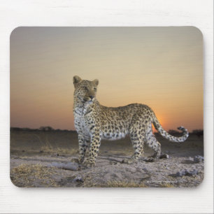 Ansicht in voller Länge des Leoparden (Panthera Mousepad
