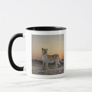 Ansicht in voller Länge des Leoparden (Panthera Tasse