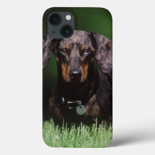 Ansicht von Dapple färbte Dackel Case-Mate iPhone Hülle