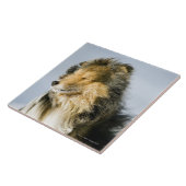 Ansicht von die Shetlandinseln-Schäferhund Fliese (Seite)