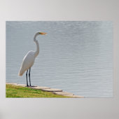 "Ansicht von Egret" Poster (Vorne)