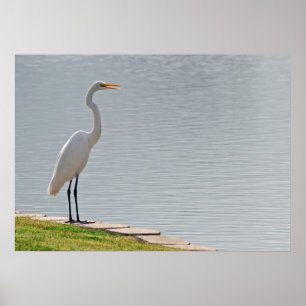 "Ansicht von Egret" Poster