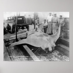 Ansicht von einem gefangenen Manray Poster