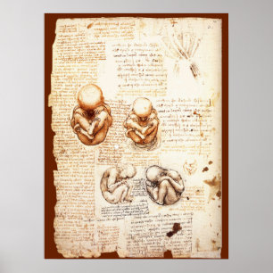 Ansichten eines Fetus in der Frau, Ob-Gyn Medical Poster