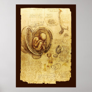 Ansichten eines Fetus in der Frau, Ob-Gyn Medical Poster
