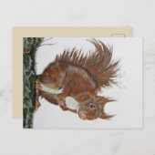 Ansichtkaart Eekhoorn. Postkarte (Vorne/Hinten)