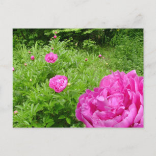 Ansichtskarte für den Hot Pink Peony Garden Postkarte