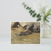 Ansichtskarte für Süßwasserkrokodile Postkarte (Stehend Vorderseite)