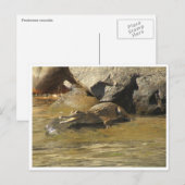 Ansichtskarte für Süßwasserkrokodile Postkarte (Vorne/Hinten)