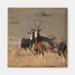 Anstarren blesbok Magnet