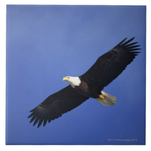 Ansteigender Weißkopfseeadler, Alaska Fliese