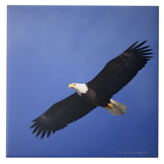 Ansteigender Weißkopfseeadler, Alaska Fliese (Vorderseite)
