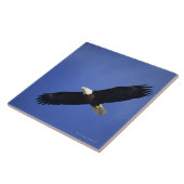 Ansteigender Weißkopfseeadler, Alaska Fliese (Seite)