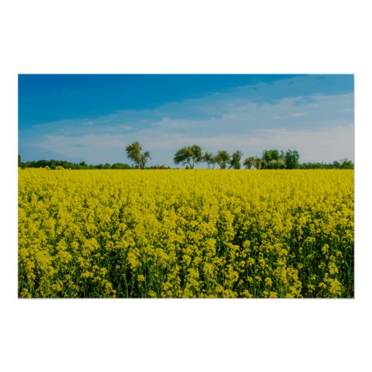Anstrich von gelben Blumen Poster (Vorderseite)