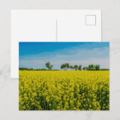 Anstrich von gelben Blumen Postkarte (Vorne/Hinten)