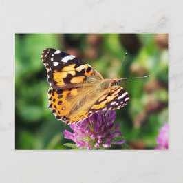 Anstrichene Lady Butterfly Postcard Postkarte