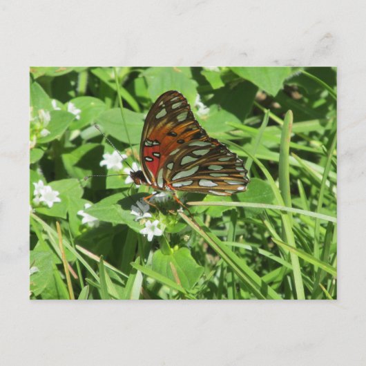 Anstrichene Lady Butterfly Postcard Postkarte (Vorderseite)