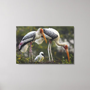 Anstrichene Storche und junge Nest,Keoladeo Leinwanddruck