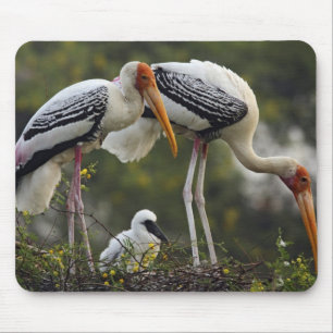 Anstrichene Storche und junge Nest,Keoladeo Mousepad