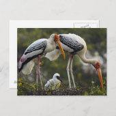 Anstrichene Storche und junge Nest,Keoladeo Postkarte (Vorne/Hinten)