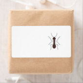 Ant (Insitu)