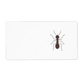 Ant (Vorne)