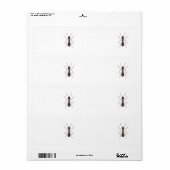 Ant (Vorne)