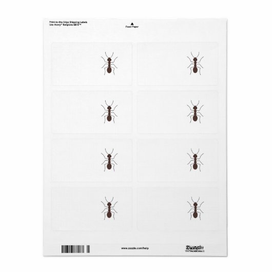 Ant (Vorne)