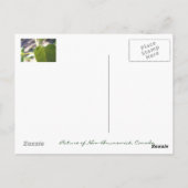 Ant am Leaf Postkarte (Rückseite)