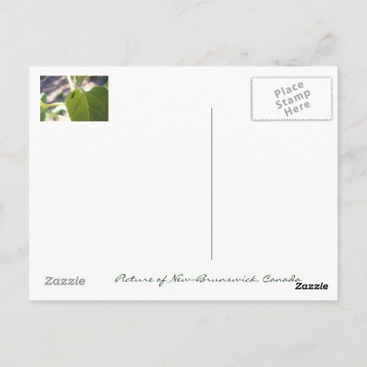 Ant am Leaf Postkarte (Rückseite)