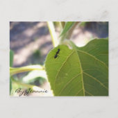 Ant am Leaf Postkarte (Vorderseite)