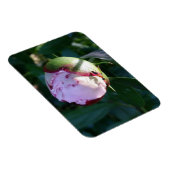 Ant and Shadow on Peony Magnet (Rechte Seite)