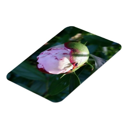 Ant and Shadow on Peony Magnet (Linke Seite)
