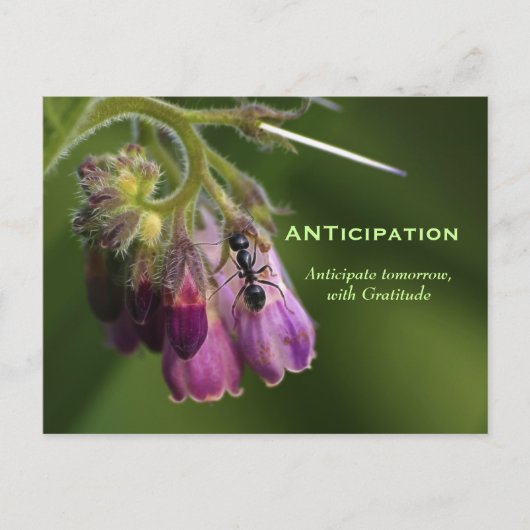 Ant & Blume Dankbarkeit Motivierend Postkarten (Vorderseite)