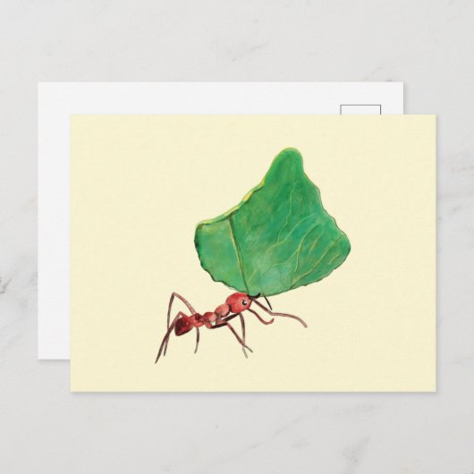 Ant Carry a Big Leaf Postkarte (Vorne/Hinten)