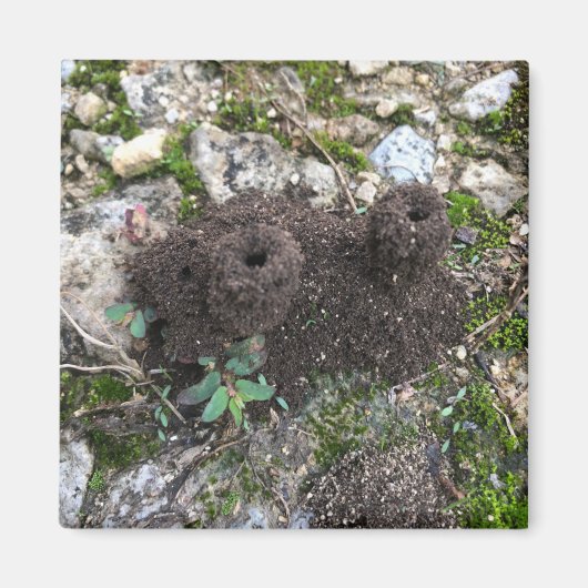 Ant Castle Magnet (Vorne)