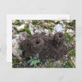 Ant Castle Postcard Postkarte (Vorne/Hinten)