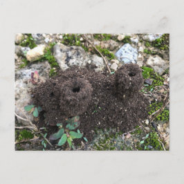 Ant Castle Postcard Postkarte