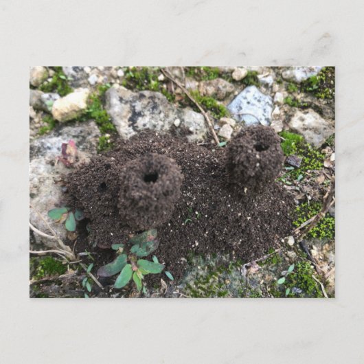 Ant Castle Postcard Postkarte (Vorderseite)