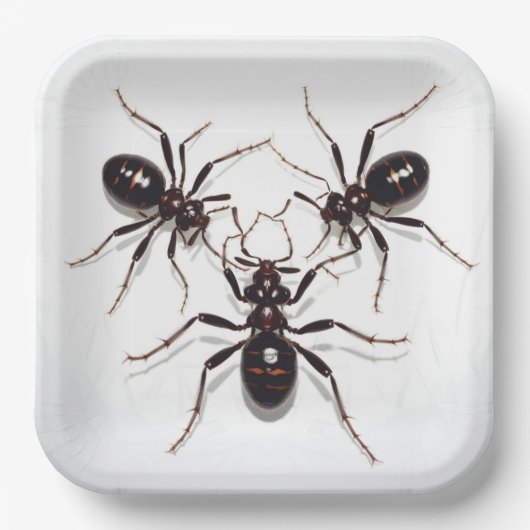 Ant Feast Pappteller (Vorderseite)